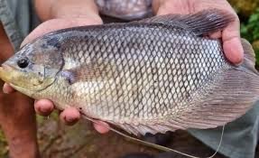 ikan segar