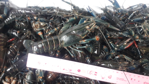 lobster air tawar