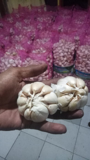 bawang putih