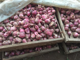 Brambang / Bawang Merah Karet