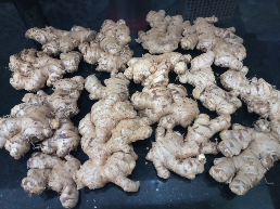 Jual Jahe Gajah import thailand