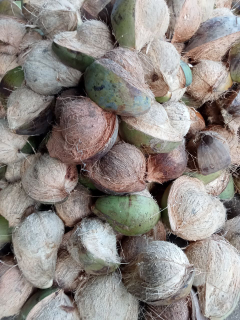 Kelapa