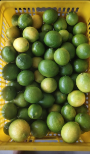 Jual Jeruk Lemon California