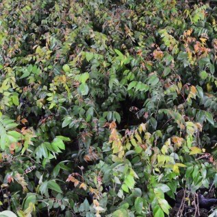 Bibit Belimbing Madu Dewi Super di Purworejo