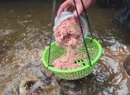 Daging Ayam Cacah untuk pakan lele