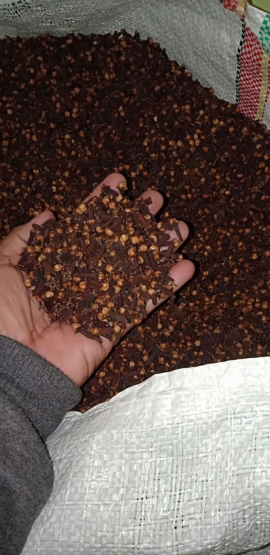Jual Cengkeh Kering Sulawesi