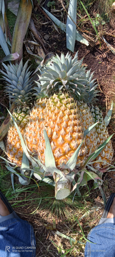 Supply Nanas Ratu Riau