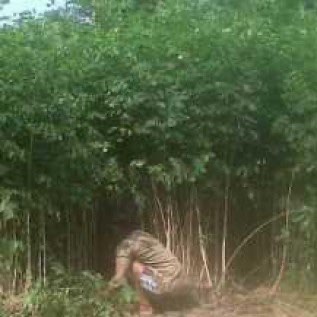 Trembesi