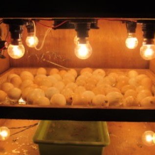 Jual Telur Tetas Ayam dan Bebek