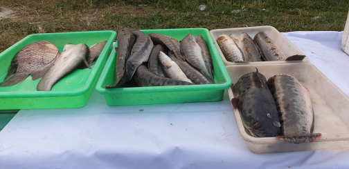 ikan toman fresh