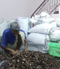 Mengkudu Kering