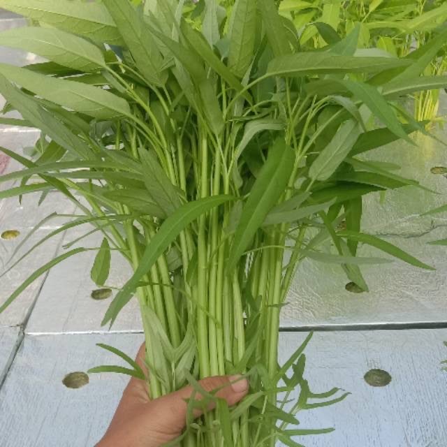 kangkung Hidroponik