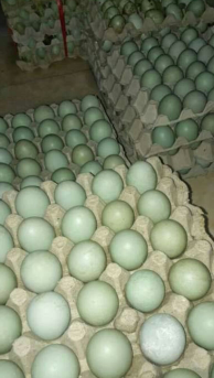 telor bebek mentah