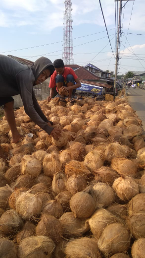 Kelapa semua kualitas (global)