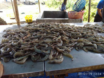 UDANG VANAME FRESH LANGSUNG DARI TAMBAK