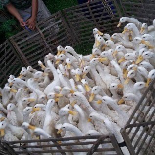 Jual DOD atau Bibit Bebek Peking Pedaging Untuk Pulau Papua