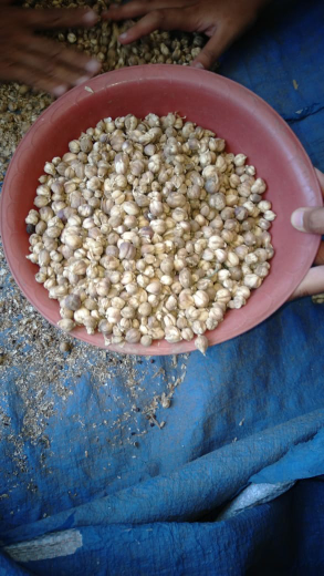 jual kapulaga kering