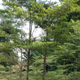 jual pohon ketapang kencana  