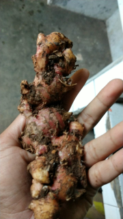 Jahe Merah , Jahe Gajah , Jahe Emprit , Kunyit