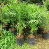 jual pohon palem komodoria 