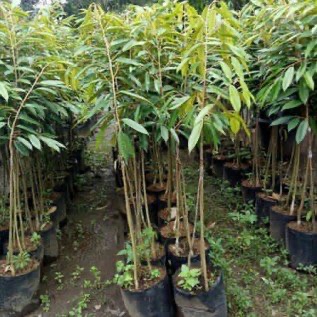 Bibit durian musang king kaki3 unggul