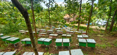 Madu Murni langsung dari peternak
