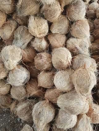 kelapa tua