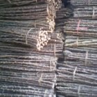 JUAL BIBIT SINGKONG MANGGU, SINGKONG RACUN, SINGKONG GAJAH DAN DAARUL HIDAYAH
