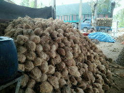 Kelapa Sayur/santan