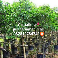 jual pohon tanjung 