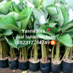 jual tanaman pisang calathea 