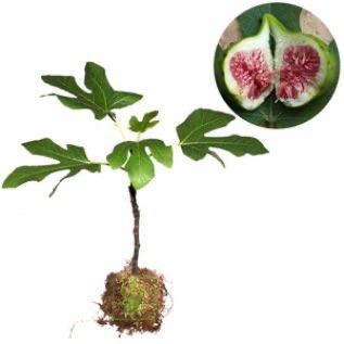 Bibit Tanaman Buah Ara Tin Green Yordan - Ukuran 20 - 40cm