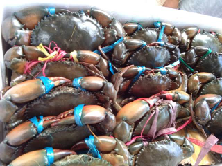 Kepiting Bakau