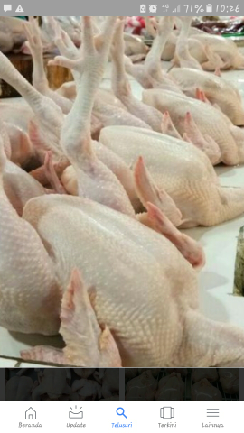 7ayam potong