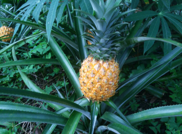 nanas madu Pemalang