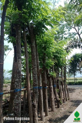 jual pohon angsana
