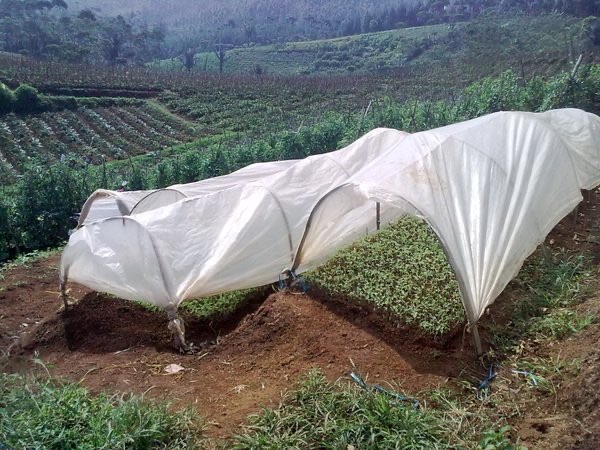 Plastik Sungkup Roll Untuk Pembibitan Tanaman