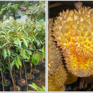 bibit durian khanisiap tanam kualitas unggul hasil melimpah menguntungkan