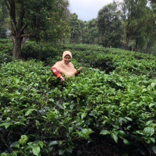 Dijual Kebun Teh dan Cengkeh di Purwakarta 