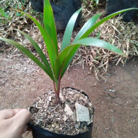 jual bibit palem botol