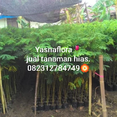 jual sengon buto 08.12.92.12.77.31