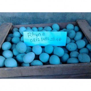 Telur Bebek Fresh