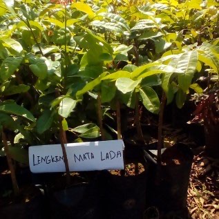 Bibit Kelengkeng Mata Lada | Bibit Lengkeng Hawai Cepat Berbuah