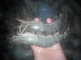 udang windu/Bago