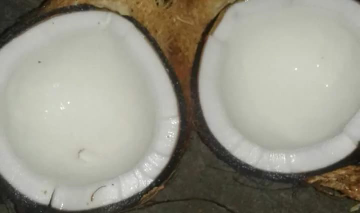 kelapa santan Bulat glundungan