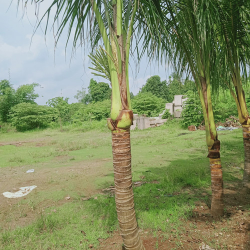 jual pohon kelapa ijo 