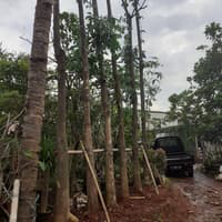jual pohon pule