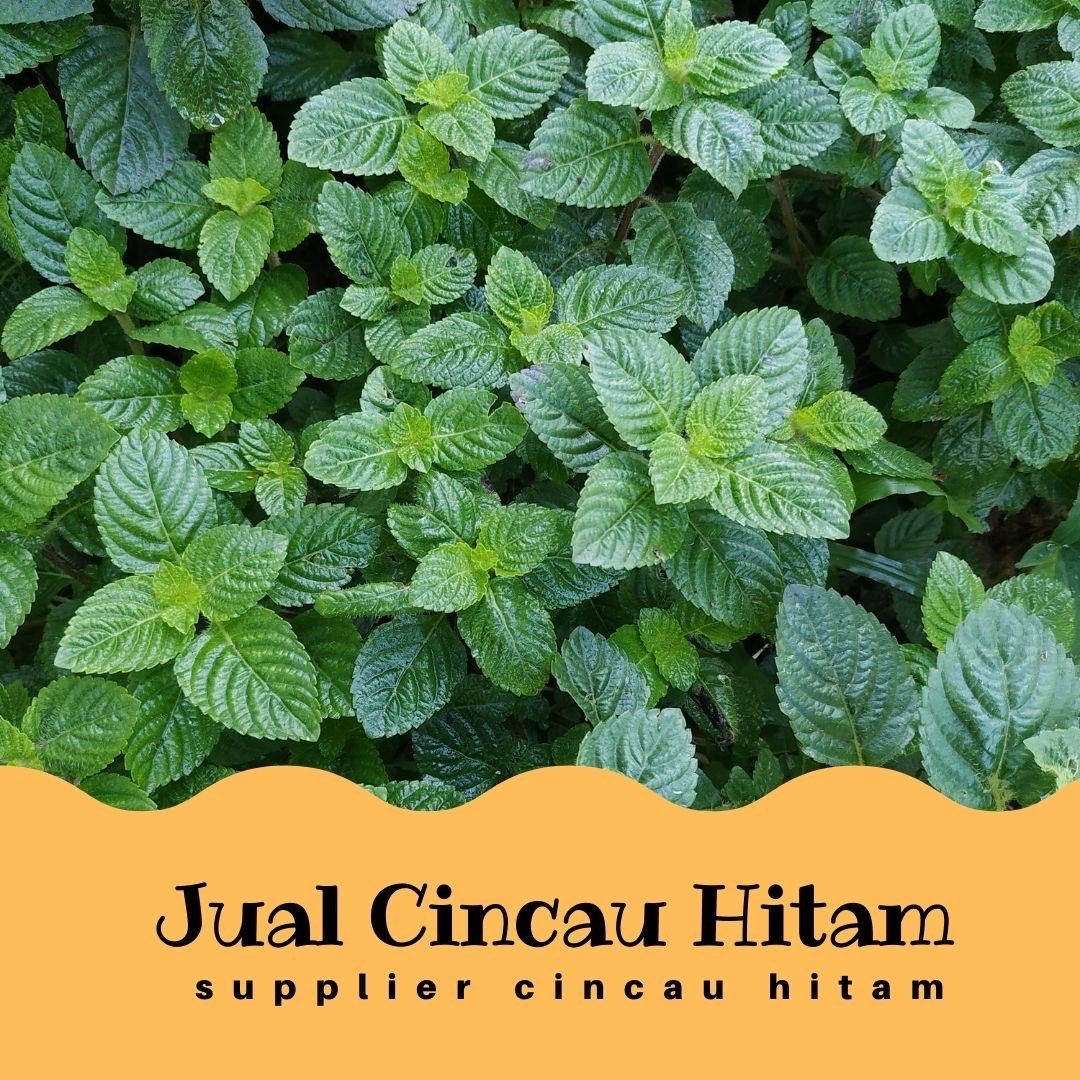 Supplier Cincau Hitam Di Langkat Harga Terjangkau