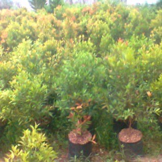 Jual pohon pucuk merah