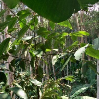 == HASIL HUTAN KAYU SENGON SIAP PANEN ==